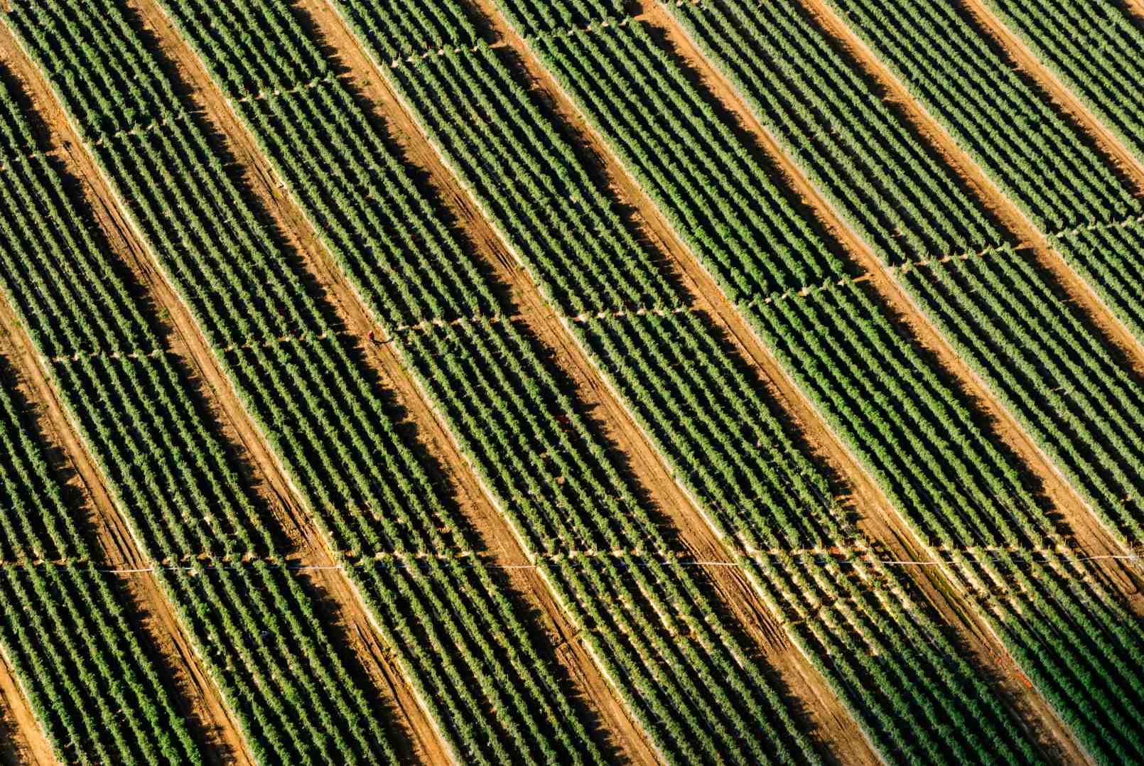 Kunstmatige intelligentie moet boeren redden van ‘superonkruid’