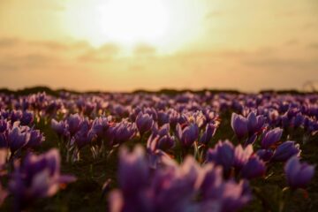 benyamin bohlouli d3pDlYSmO0 unsplash 1