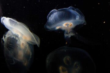 De aardse aliens van de marianentrog