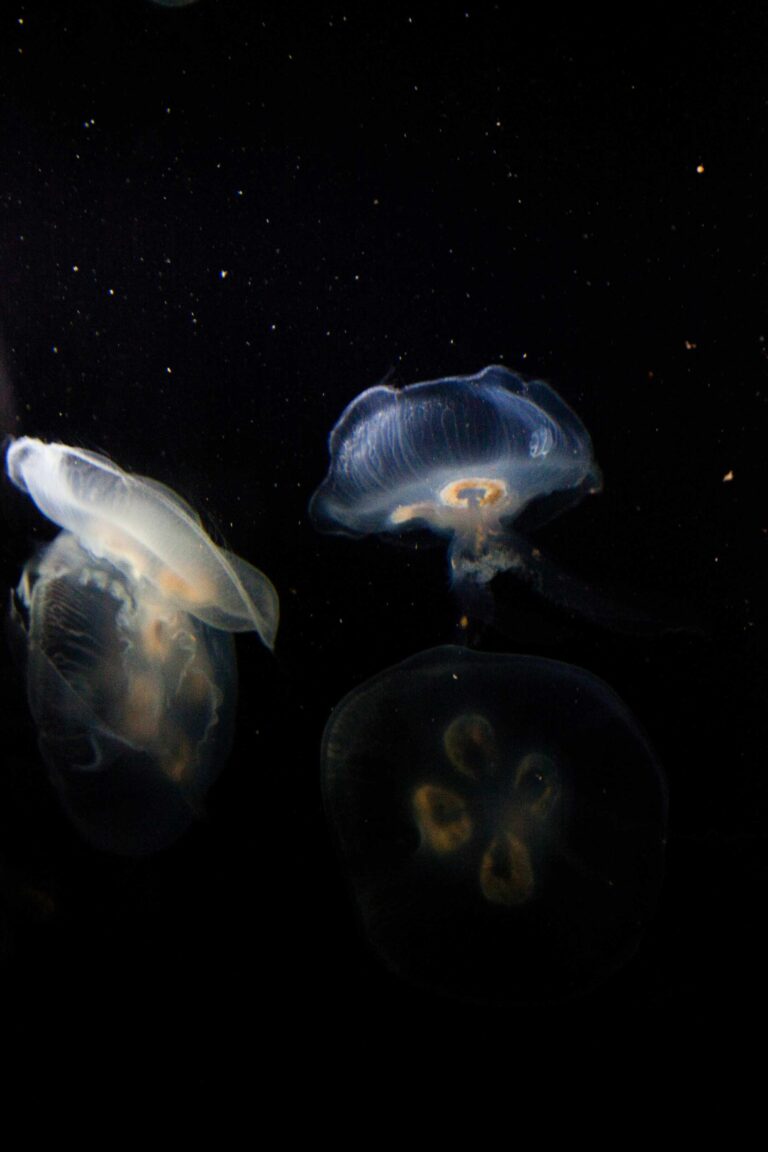 De aardse aliens van de marianentrog