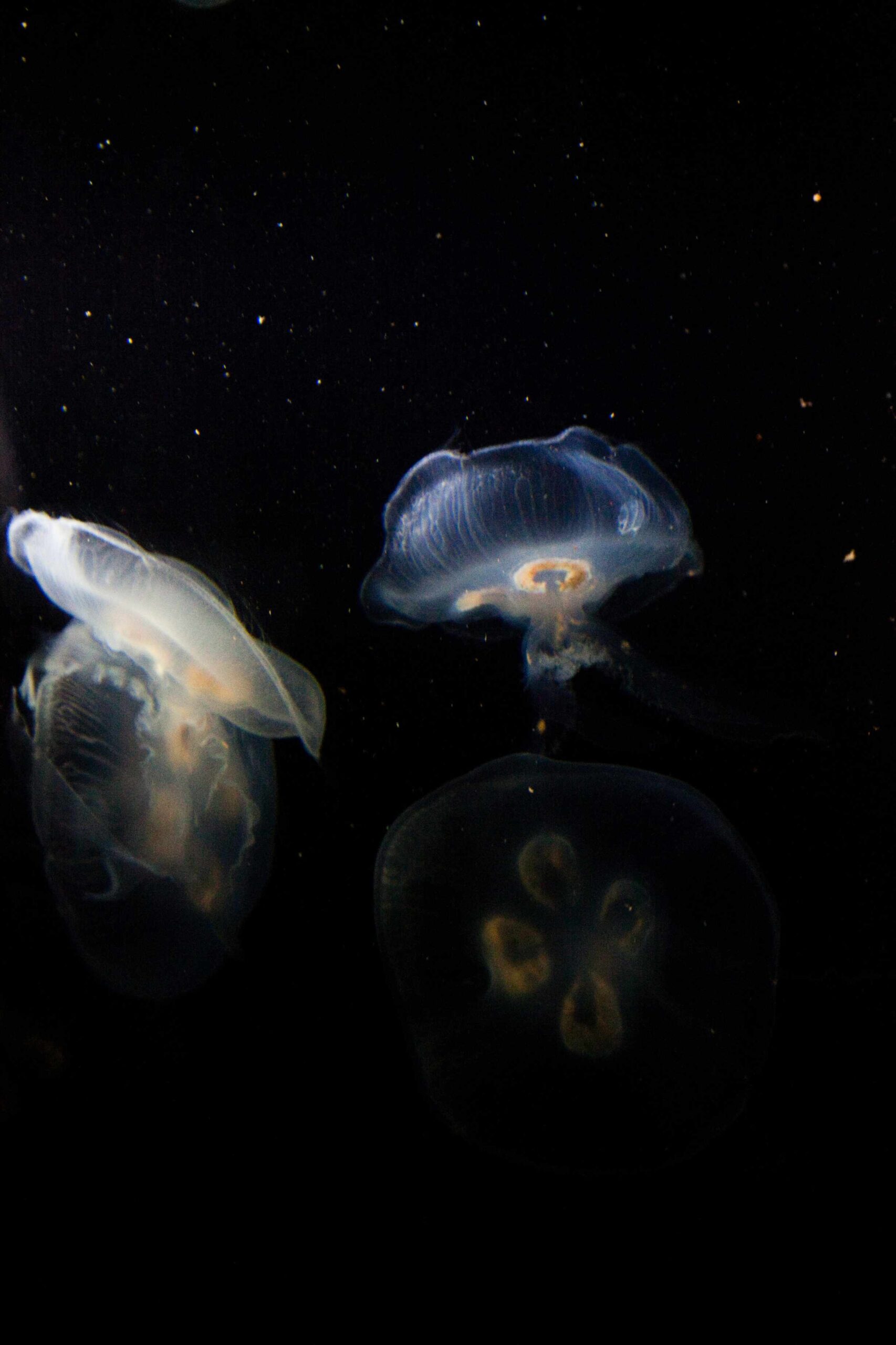 De aardse aliens van de marianentrog