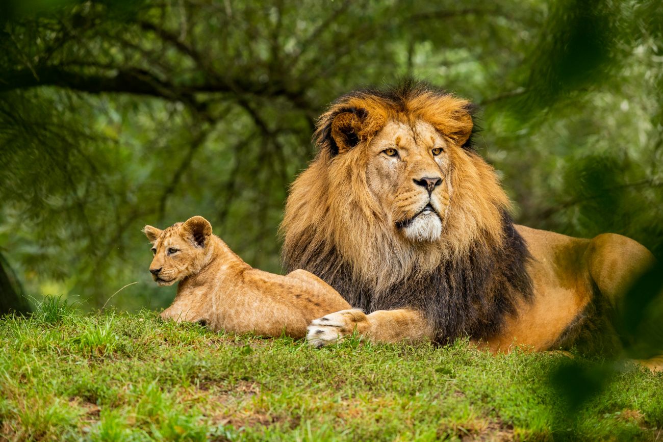 Natuurfotograaf waarschuwt met fotoboek voor uitsterving van wilde dieren