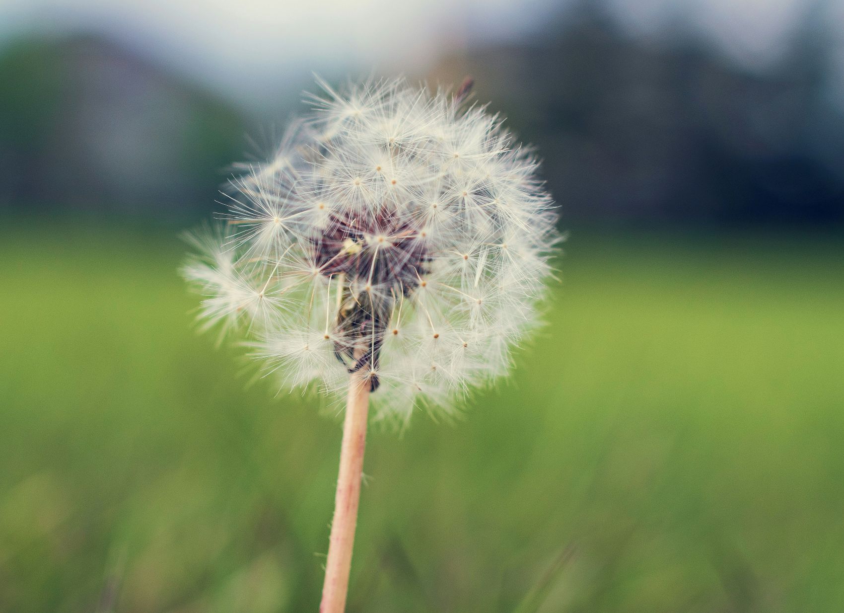 Wetenschappers ontdekken dat pollen gebruikt kan worden als kneedgum