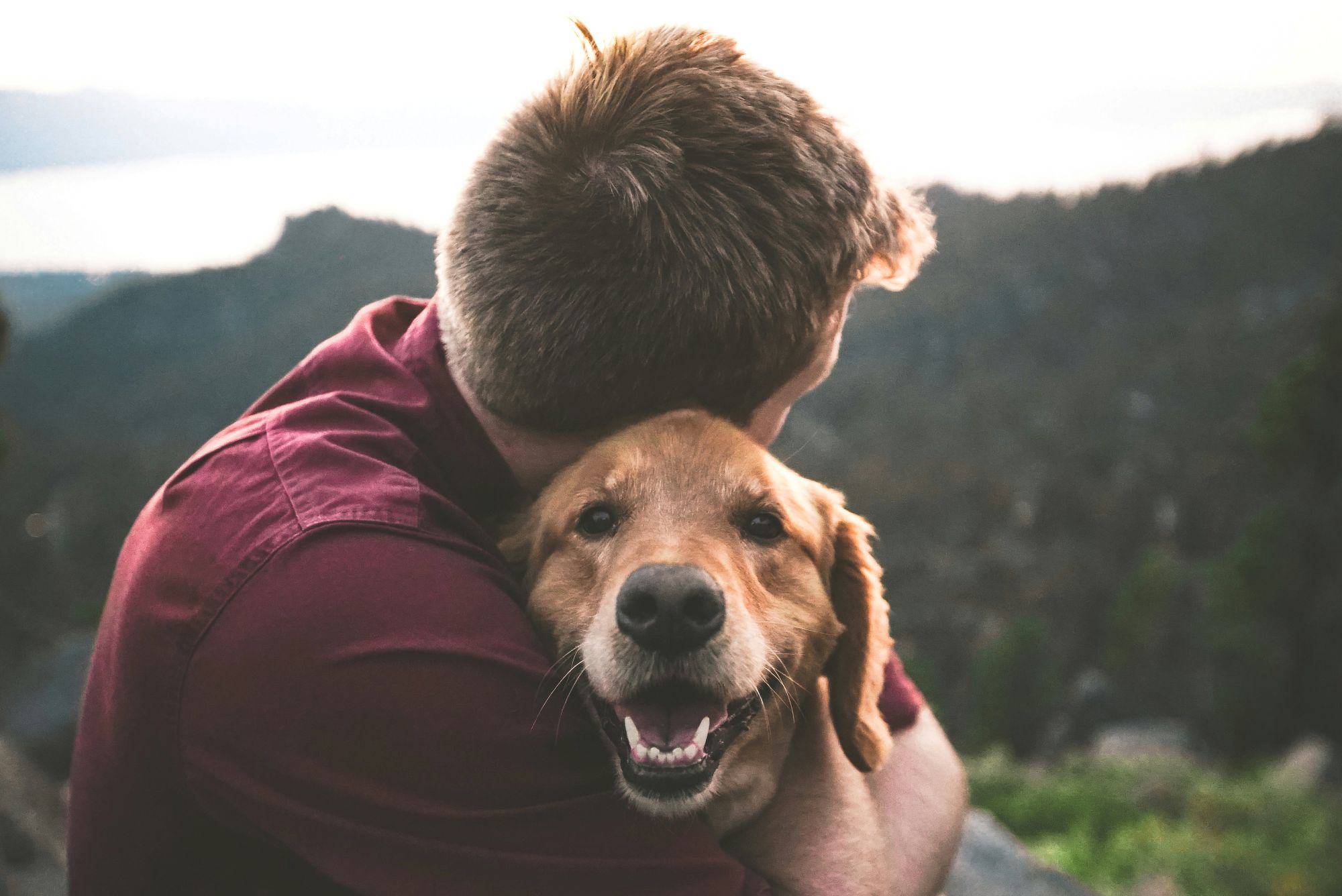Hoe honden je stemming positief beïnvloeden