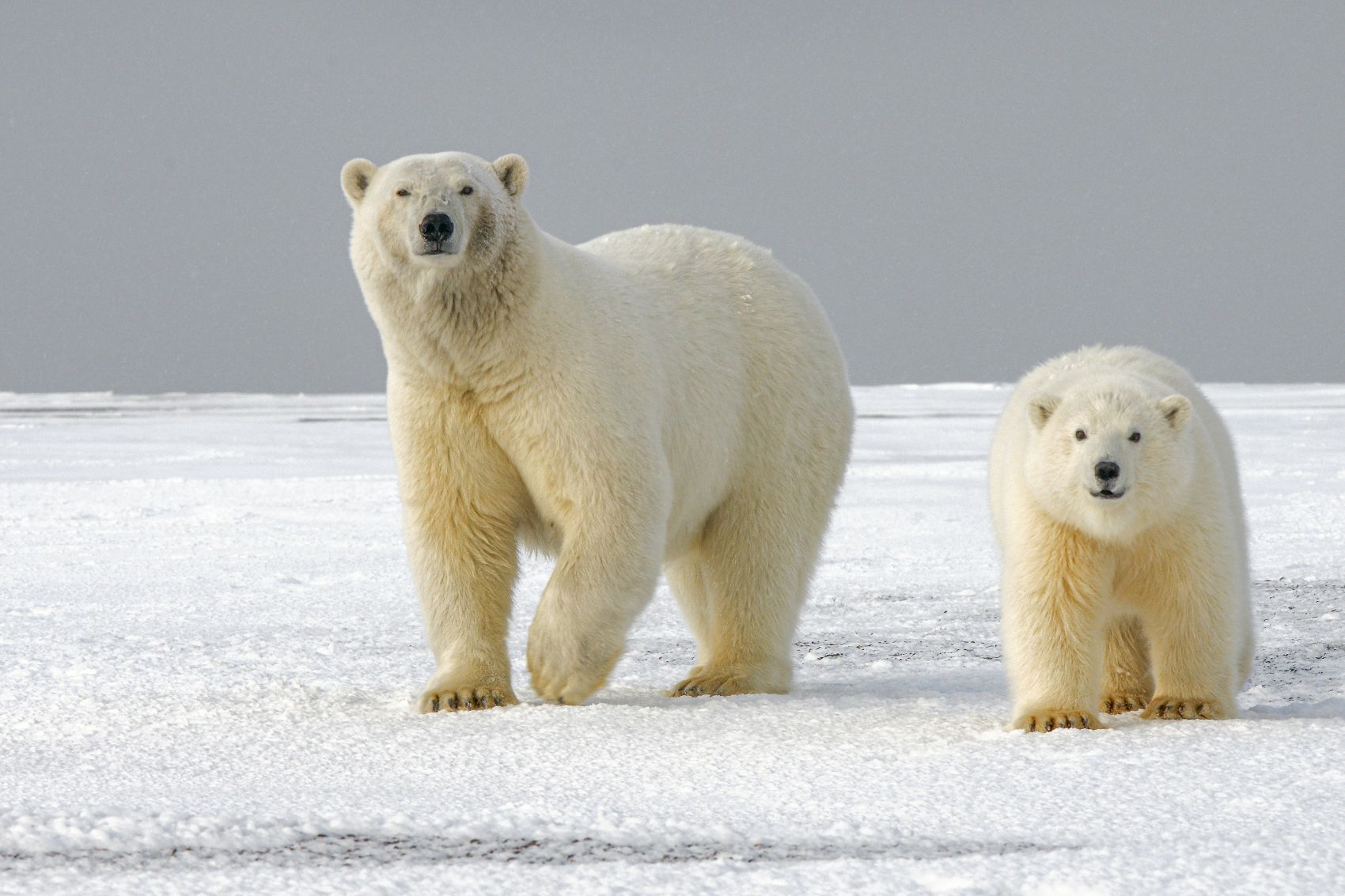IJsberen op Spitsbergen doorstaan klimaatopwarming beter ​​dan verwacht