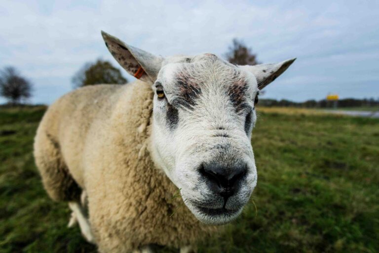 Waarom we over schapen dromen