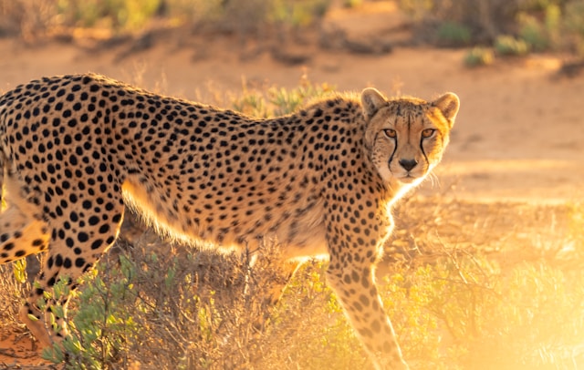 Van Somaliland tot Dubai groeit de illegale handel in cheeta’s
