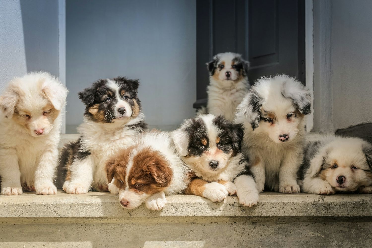 VK: dierenorganisatie ontdekt in een huis ruim 250 totaal verwaarloosde honden
