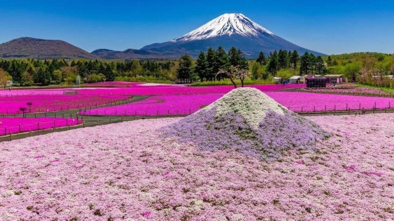 Japan: het bloemenfestijn Fuji Shibazakura Festival gaat weer van start