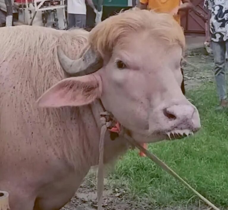 Bengaalse regering redt albinobuffel ‘Donald Trump’ op de valreep van de slacht