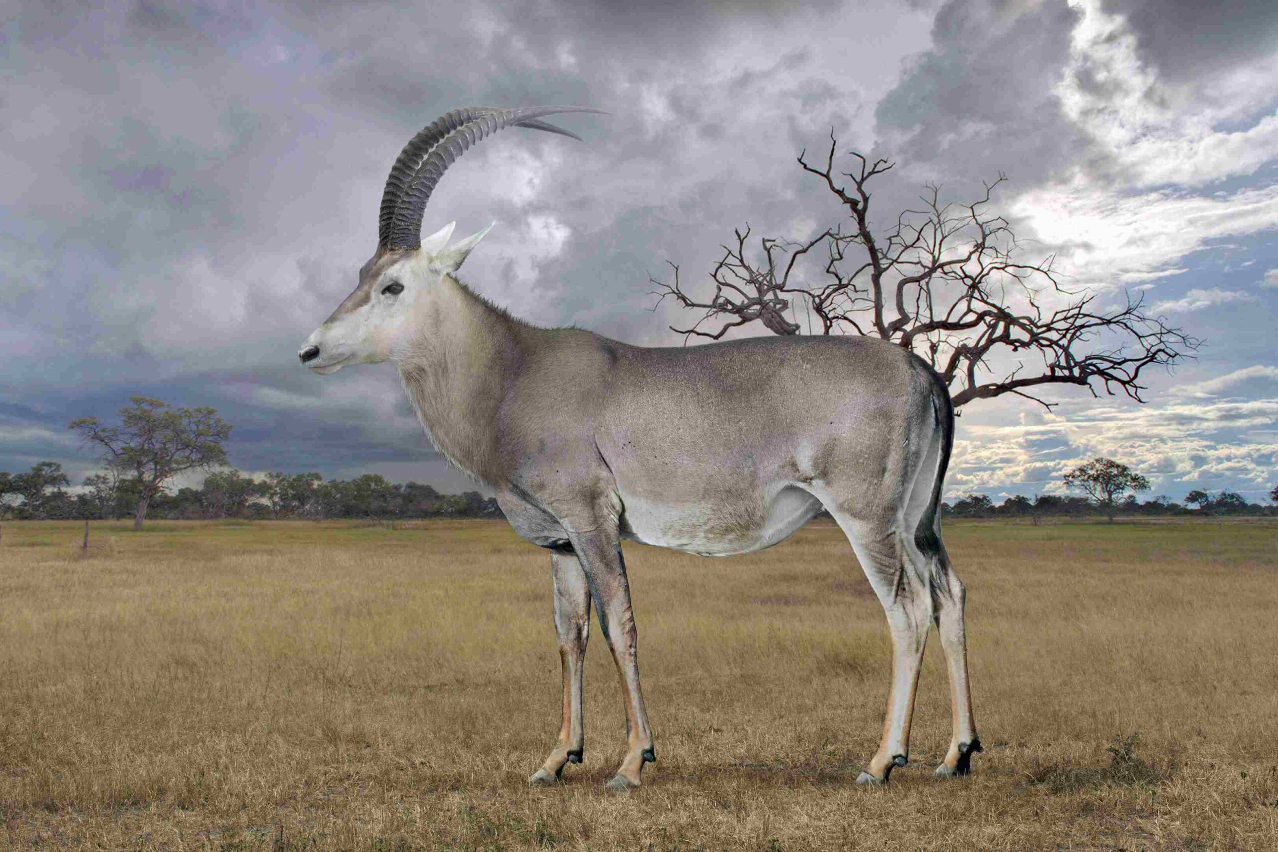 Biotechbedrijf wil uitgestorven antilope tot leven wekken