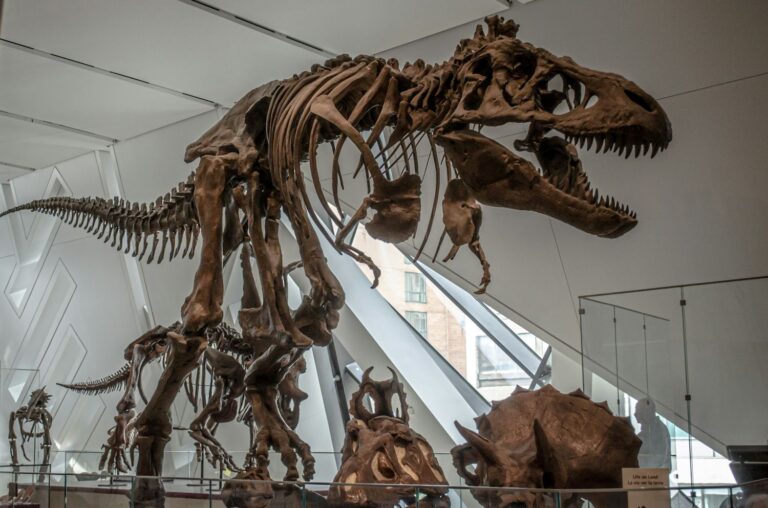 New York: T-rex-fossiel voor meer dan 50 miljoen dollar geveild