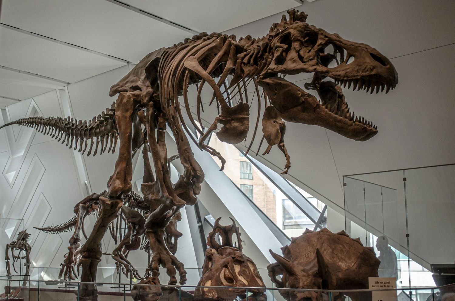 New York: T-rex-fossiel voor meer dan 50 miljoen dollar geveild