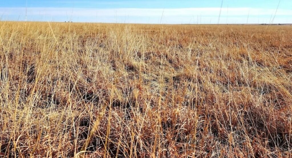 HOR 258 In one of the most madcap crop insurance scandals on record Esch and Jagers turned moisture misery into a multi million dollar heist.Photo public domain