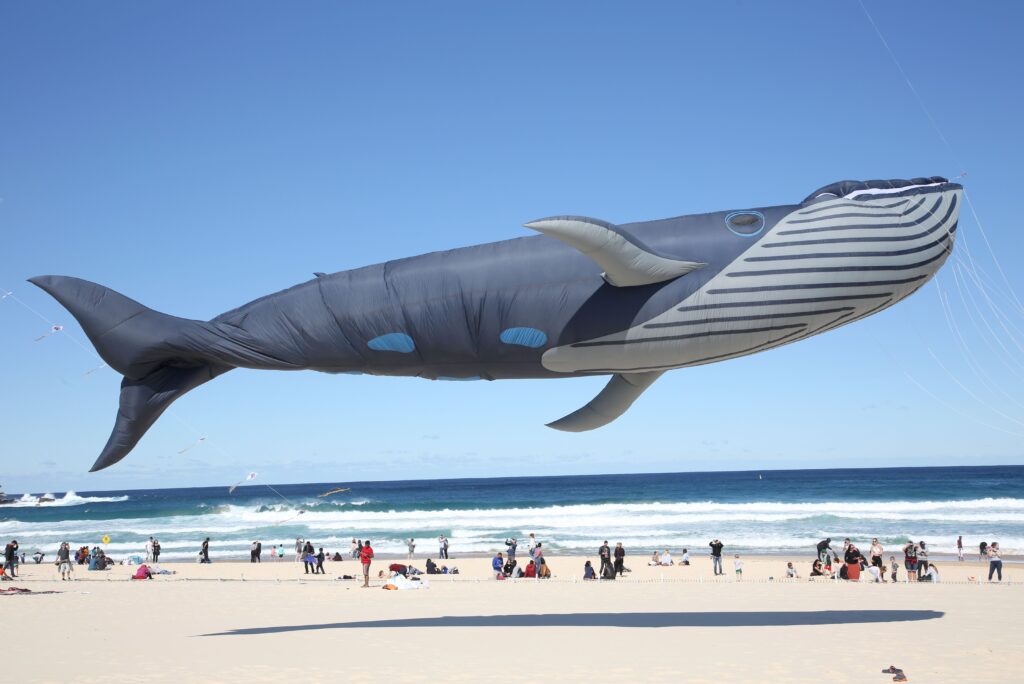259 WB Walvis edited