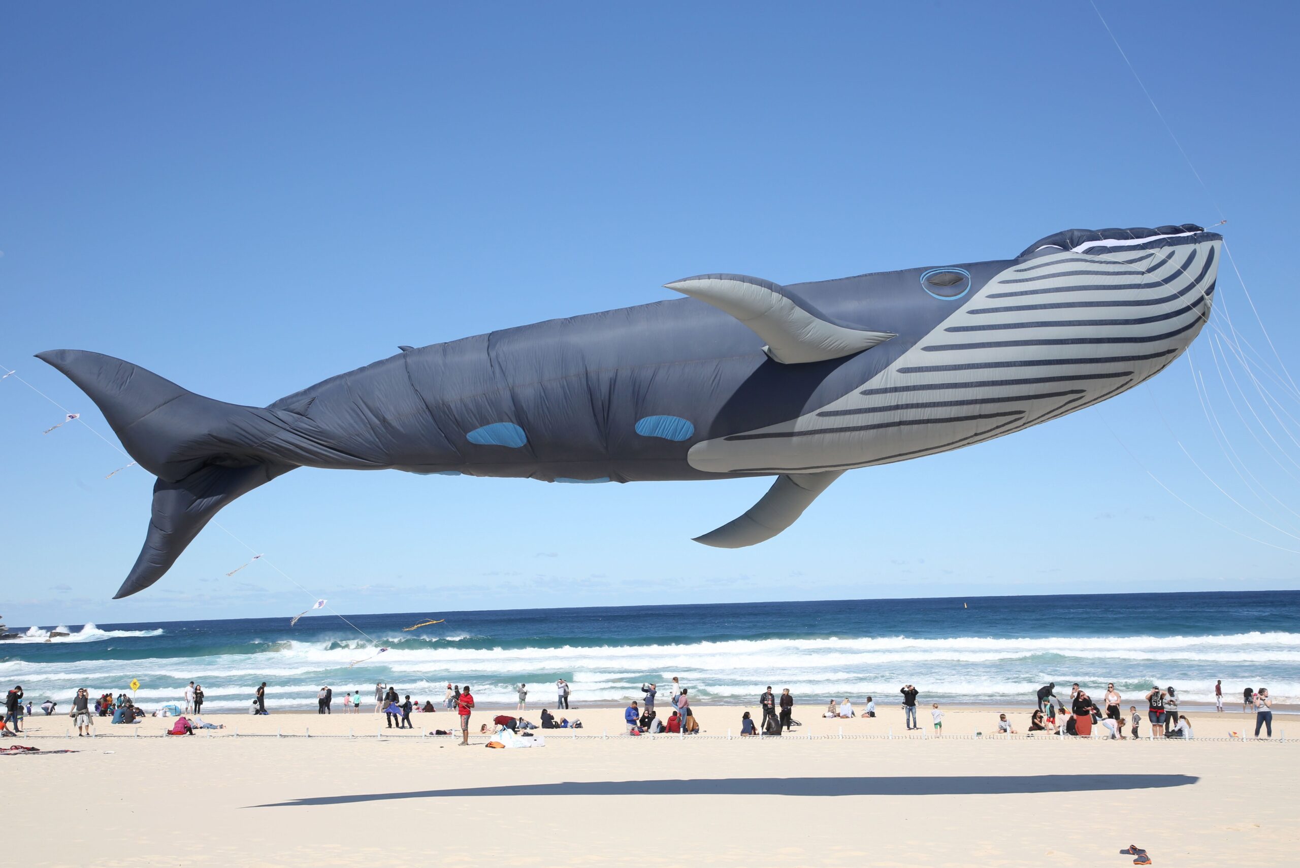 259 WB Walvis edited scaled