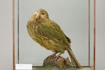 birmingham museums trust YHdOVC7mzkE unsplash
