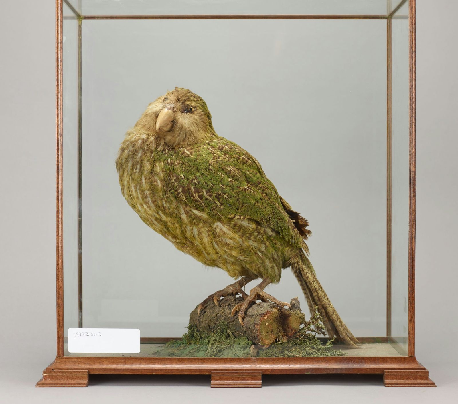Nieuw-Zeeland: populatie kakapo’s flink gestegen na vruchtbaar broedseizoen