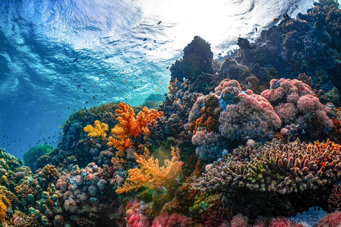 Copernicus: oceanen namen vorig jaar een recordhoeveelheid warmte op