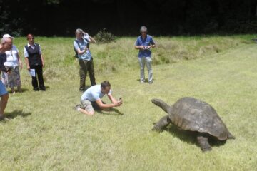 WN Schildpad