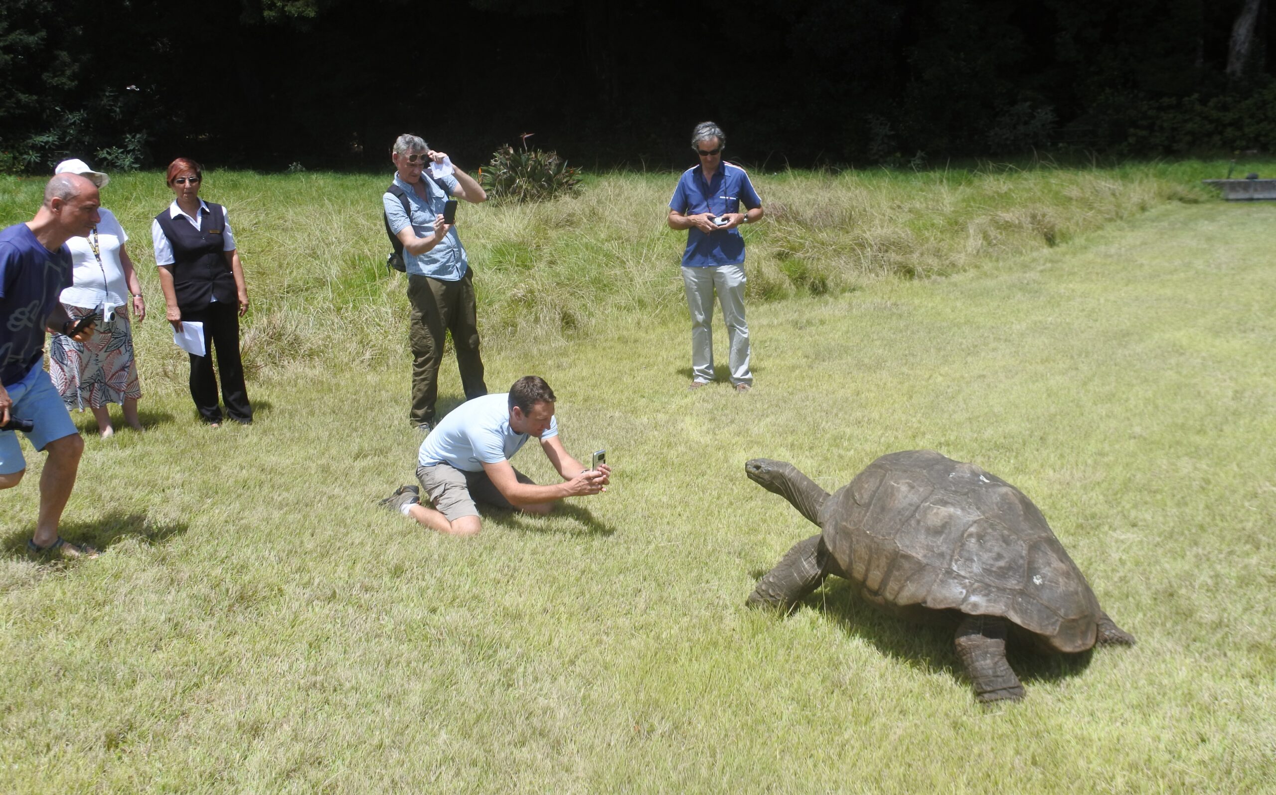 Het geheim achter de recordhoge leeftijd van schildpad Jonathan