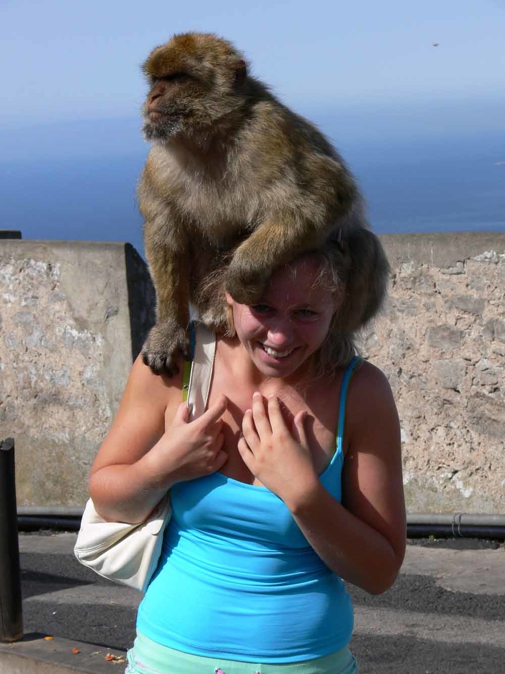 Tamme berberaap op Gibraltar. – © Wikimedia