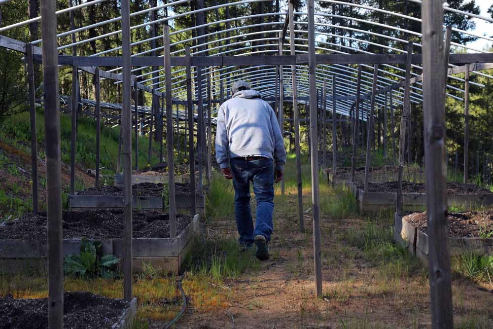 Een Hmong-marihuanateler in Hayfork, Californië. – Jim Wilson / The New York Times / HH