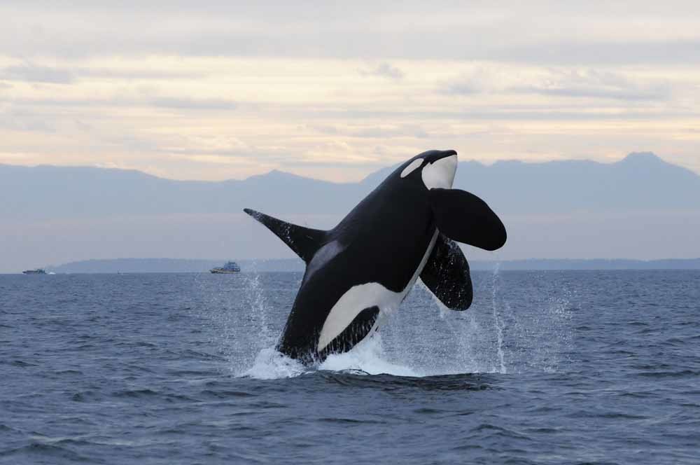 © Courtesy Center for Whale Research