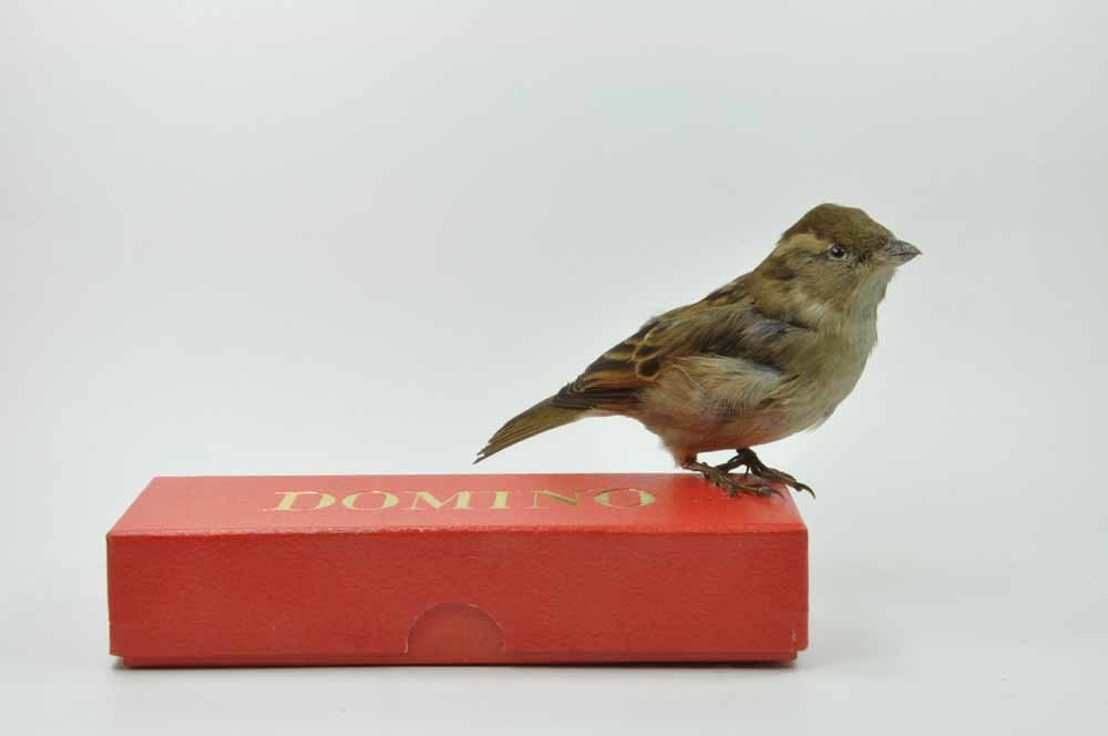 De dominomus. – © Natuurhistorisch Museum Rotterdam
