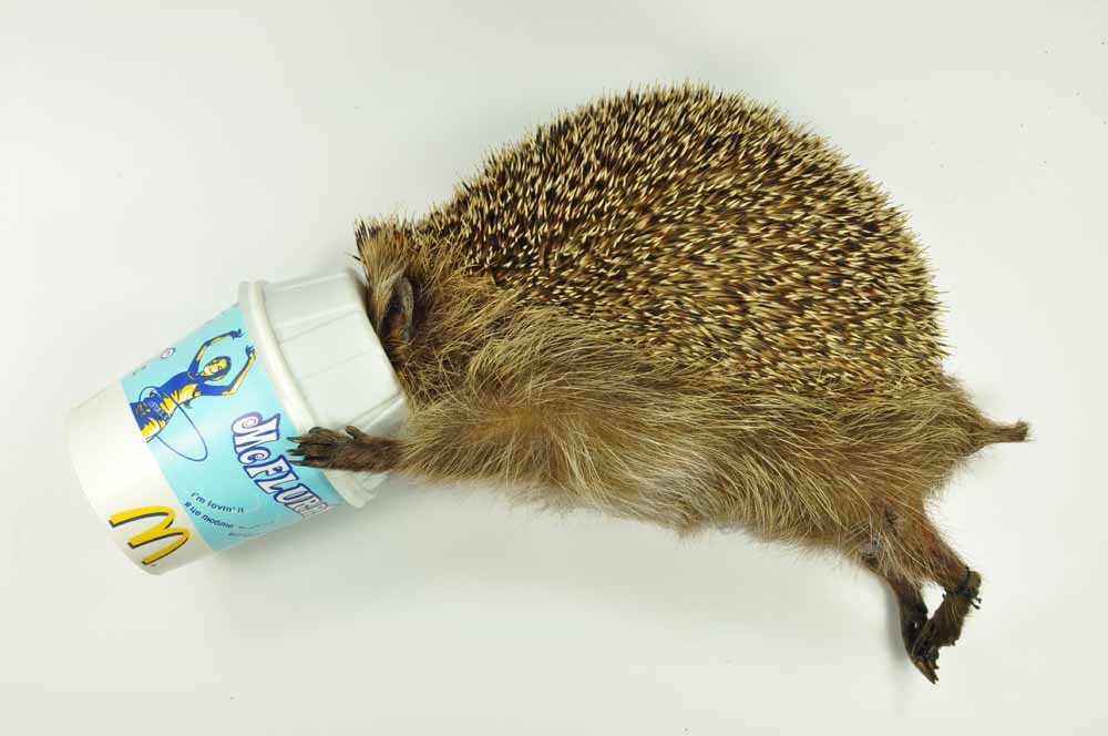 De McFlurry-egel. – © Natuurhistorisch Museum Rotterdam