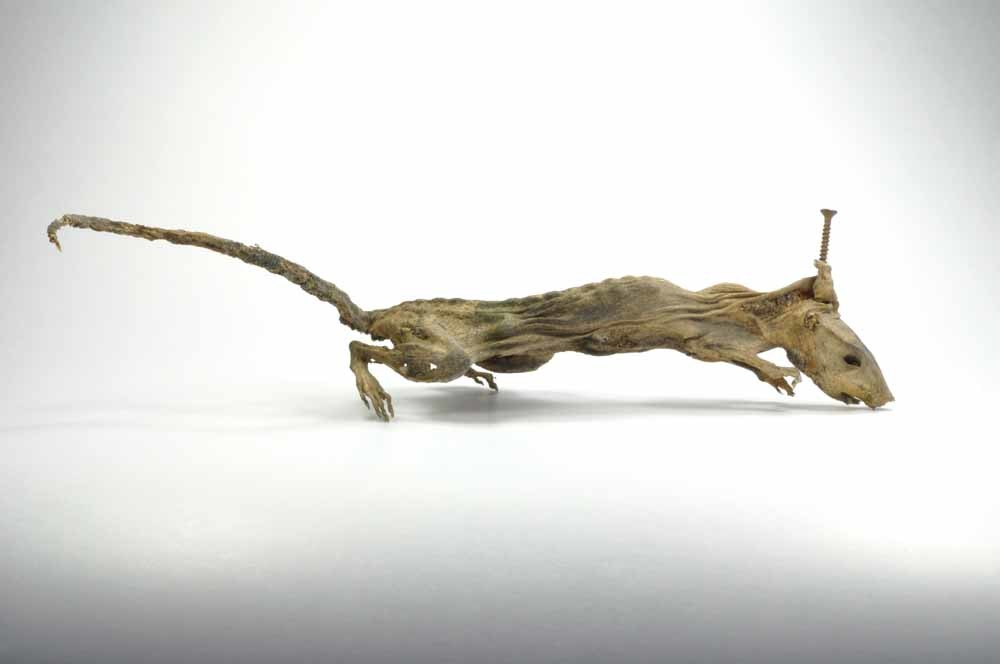 De rat waarvan de nek met een schroef werd doorboord. – © Natuurhistorisch Museum Rotterdam