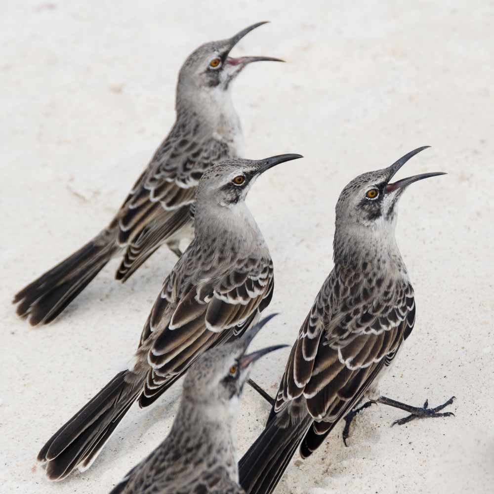  Kleine galapagosspotlijsters. – © Keith Levit / Getty Images
