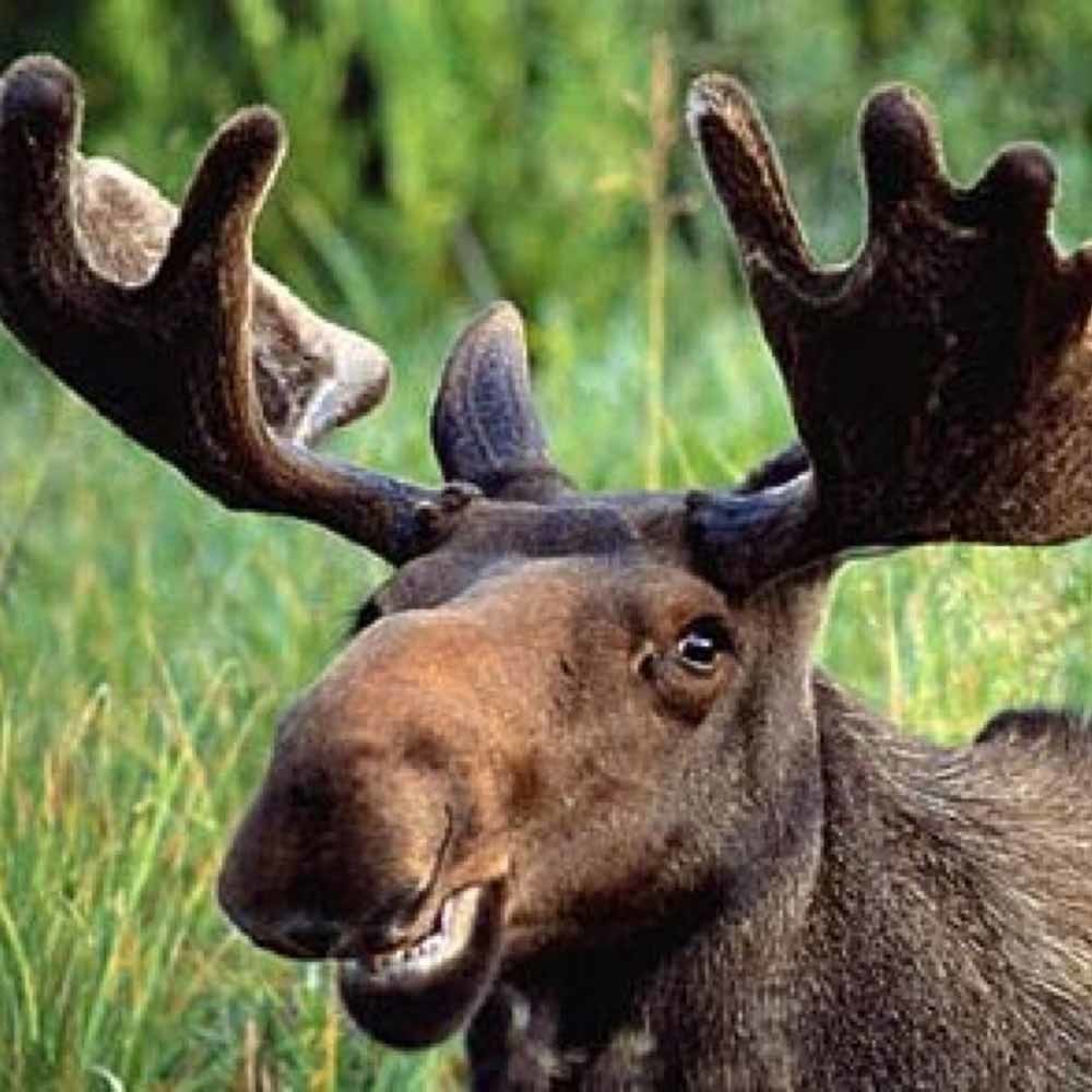 eland2