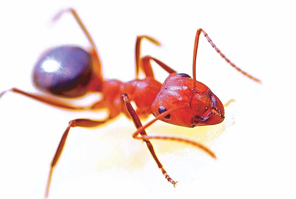 ant macro insect red 40825