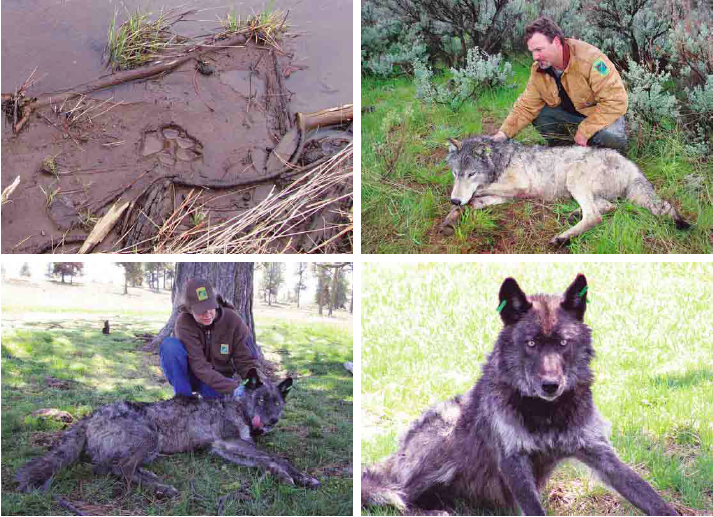 (1) Wolvensporen. (2) Morgan met de eerste wolf in Oregon die van een zendertje werd voorzien, mei 2009. (3) Alfamannetje OR4, verdoofd. (4) OR4 bij positieven en voorzien van halsband. – © Oregon Department of Fish and Wildlife.