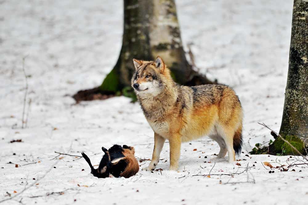Een wolf met een dode geit in Beieren, Duitsland. – © Getty Images