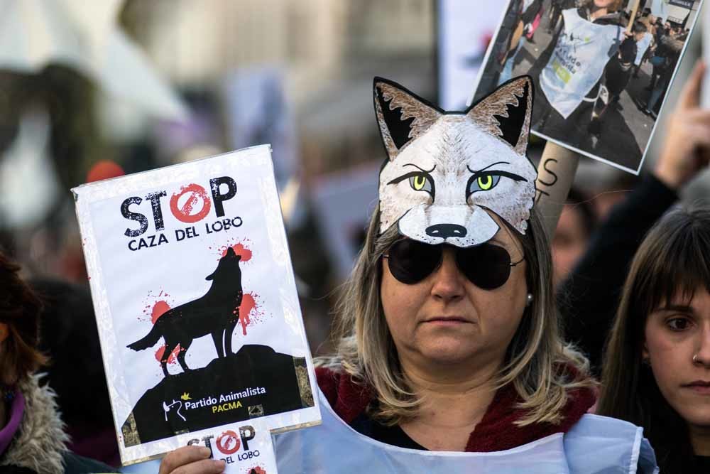1. Een Spaanse pro-wol etoger in Madrid, 2013. © Marcos del Mazo; 2. Wolf met jongen in Duitsland. © Getty Images