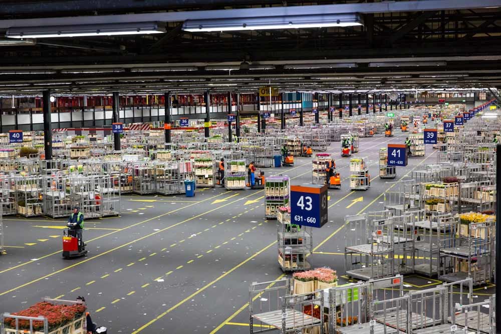 Aalsmeer. De geveilde bloemen en planten worden door orderpikkers naar de transportlocatie gebracht voor vervoer naar de klanten. – © Bert Janssen / HH