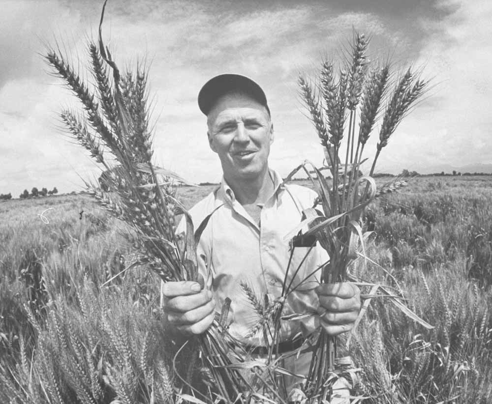 1. Norman Borlaug (1914-2009). ‘Innoveren, innoveren’, was zijn credo. © Art Rickerby / Getty Images; 2. William Vogt (1902-1968). ‘Minderen, minderen’, was zijn mantra. – © Getty