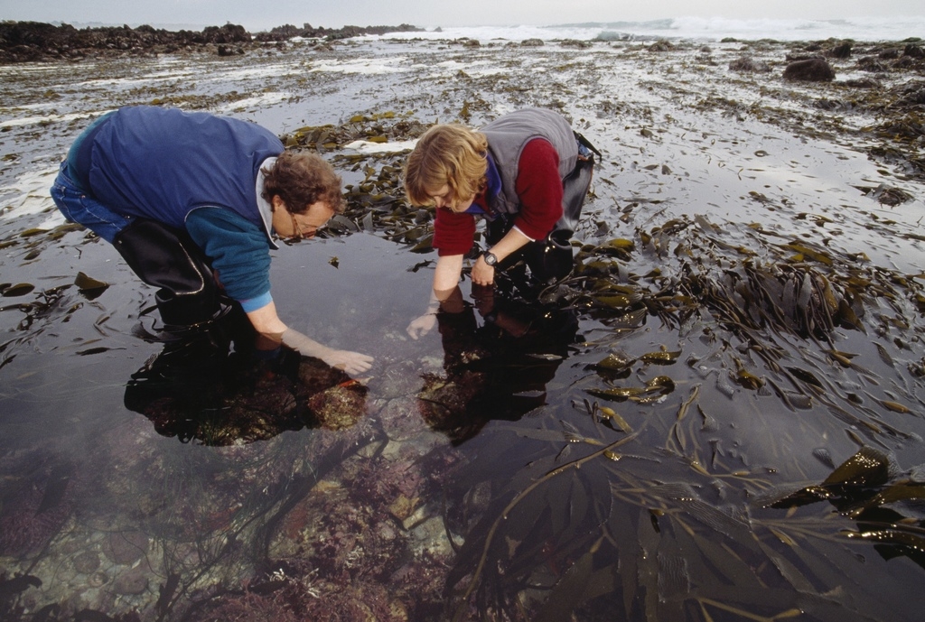 Biologen verzamelen zeewezens bij Monterey, Californië.