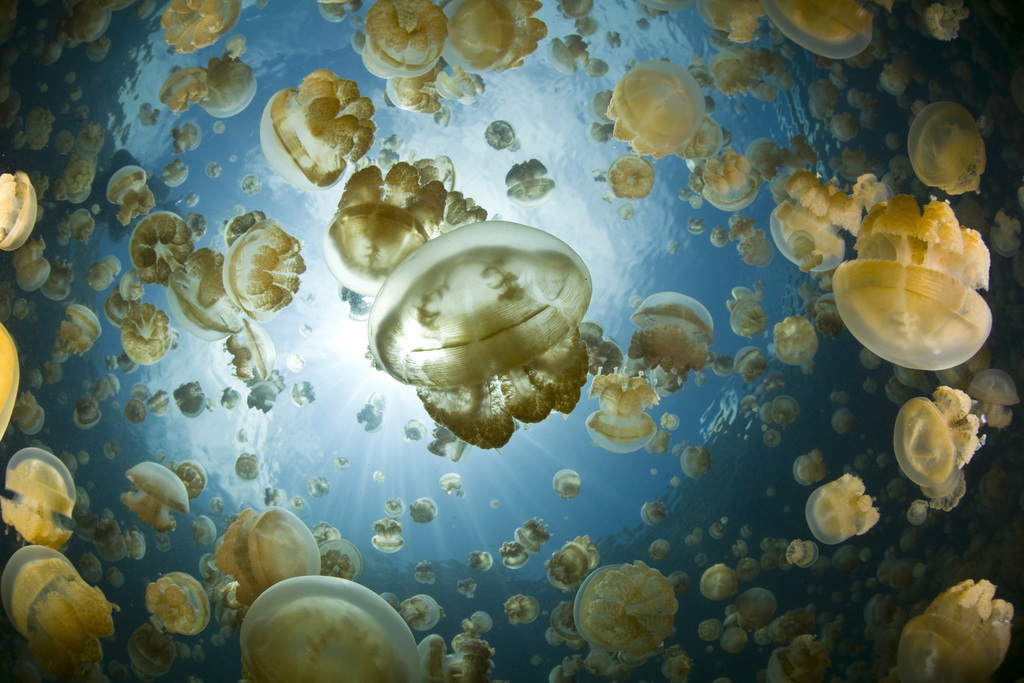 Gouden kwallen - © Ethan Daniels/Getty Images