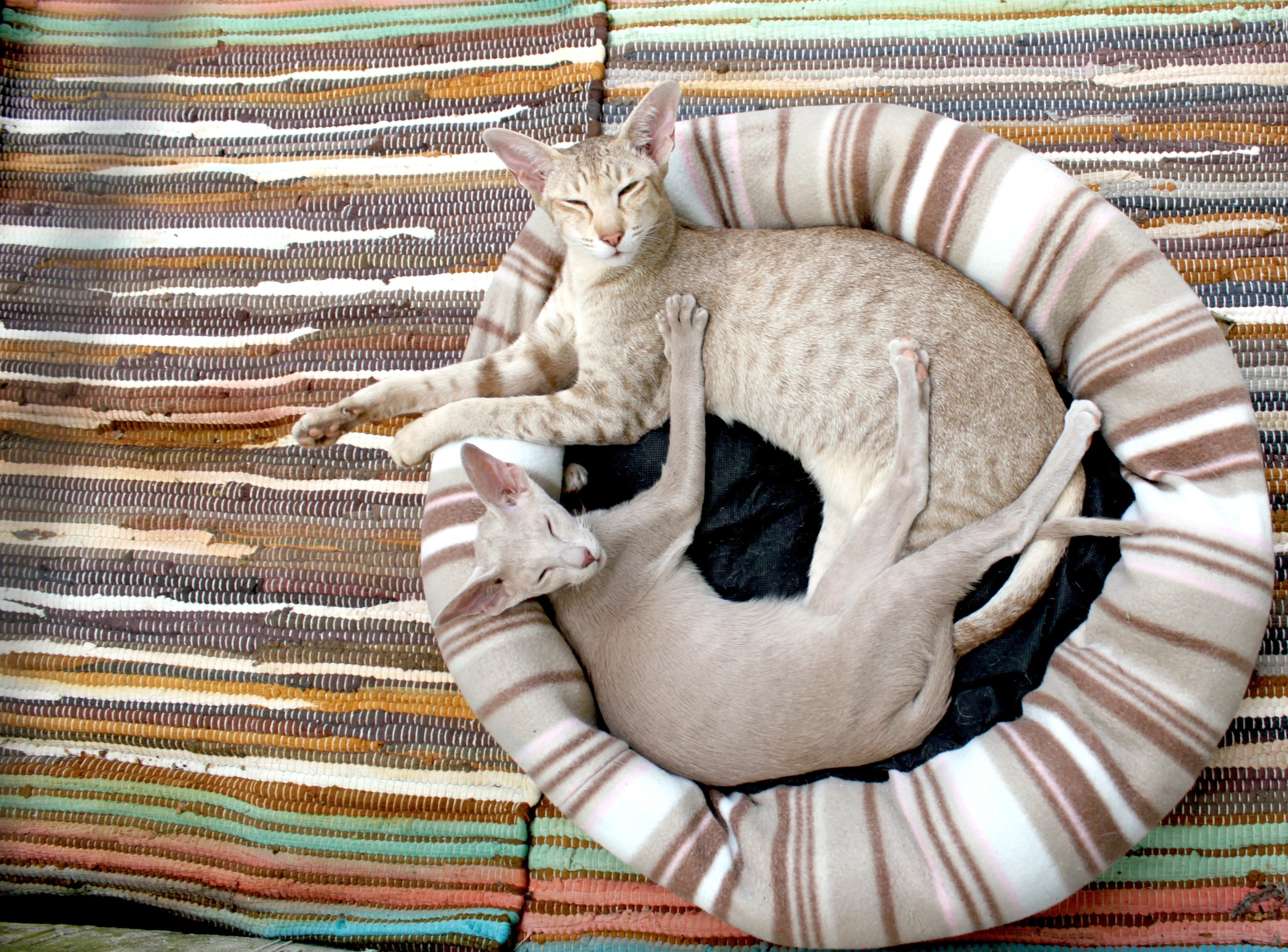 adorable animals cat bed 64284