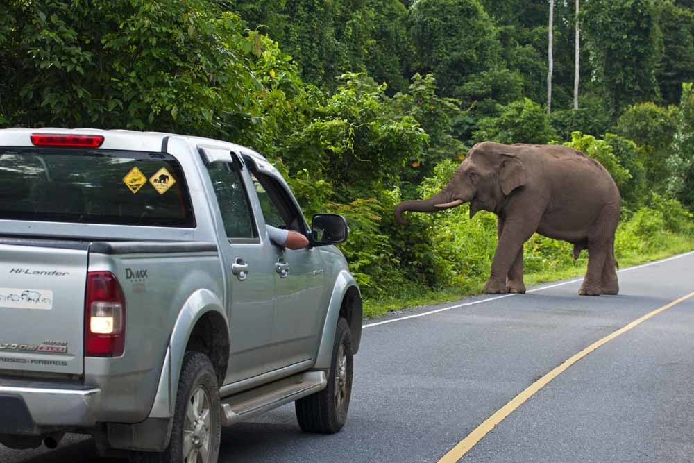 Een olifant op de snelweg. Sommige wegen worden ’s nachts gesloten om botsingen te voorkomen. – © Getty Images