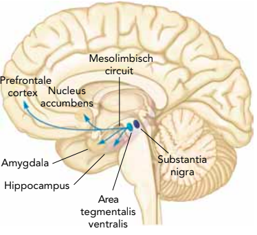  Het communicatienetwerk dat wordt gevormd door de dopamine- producerende neuronen in het mesolimbisch circuit is het belangrijkste onderdeel van het beloningssysteem van de hersenen.