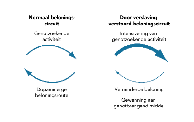 Het normale beloningscircuit van de hersenen wordt verstoord door verslaving.