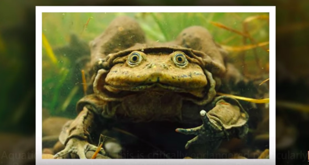 De Telmatobius culeus heeft er gelukkig geen idee van dat hij is genoemd naar zijn gelijkenis met een uitgezakte balzak en dat hij grote kans heeft om als illegaal viagra-substituut in een blender te eindigen.