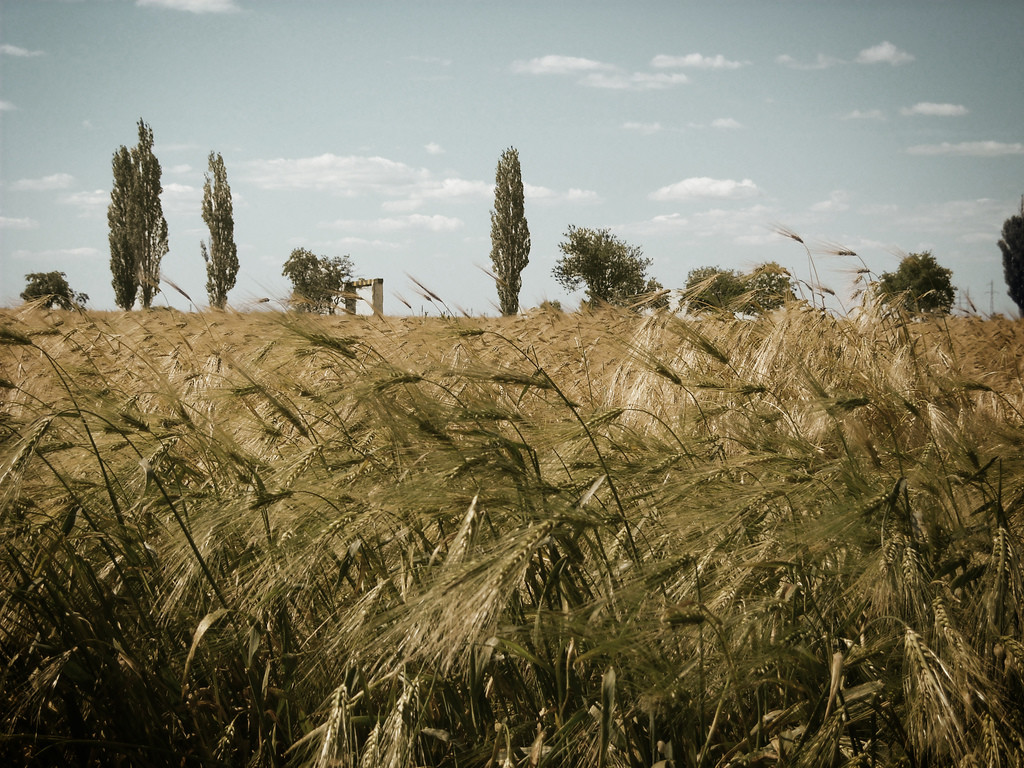 Een graanveld in Roemenië. -  © Florin Gorgan / Flickr