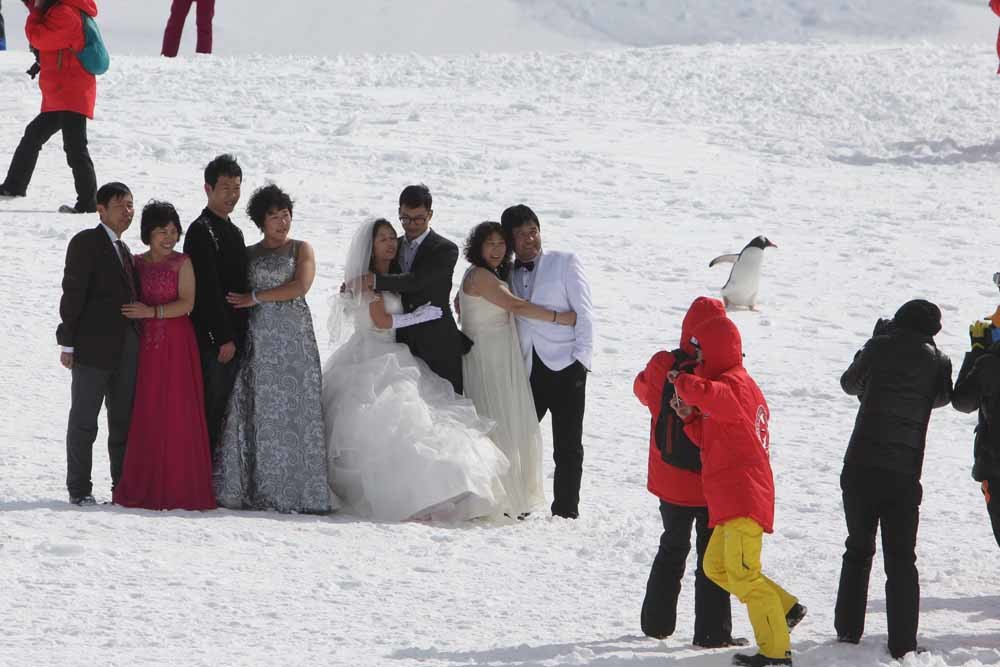 1. Pinguïns, Antarctica telt er zo’n zes miljoen; 2. Chinese toeristen op Antarctica en 3. Cruiseschip Marco Polo in LeMaire Harbor. – © Getty Images, Pexels