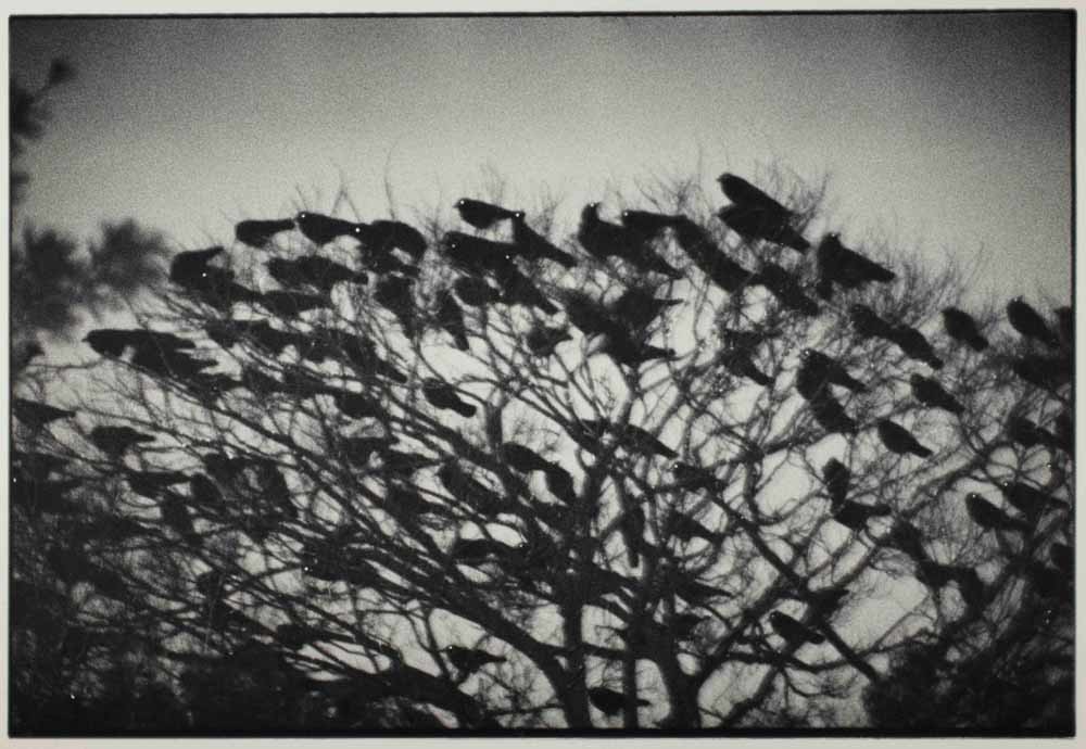 Kanazawa 1977, from the series Ravens. – © Masahisa Fukase Archives