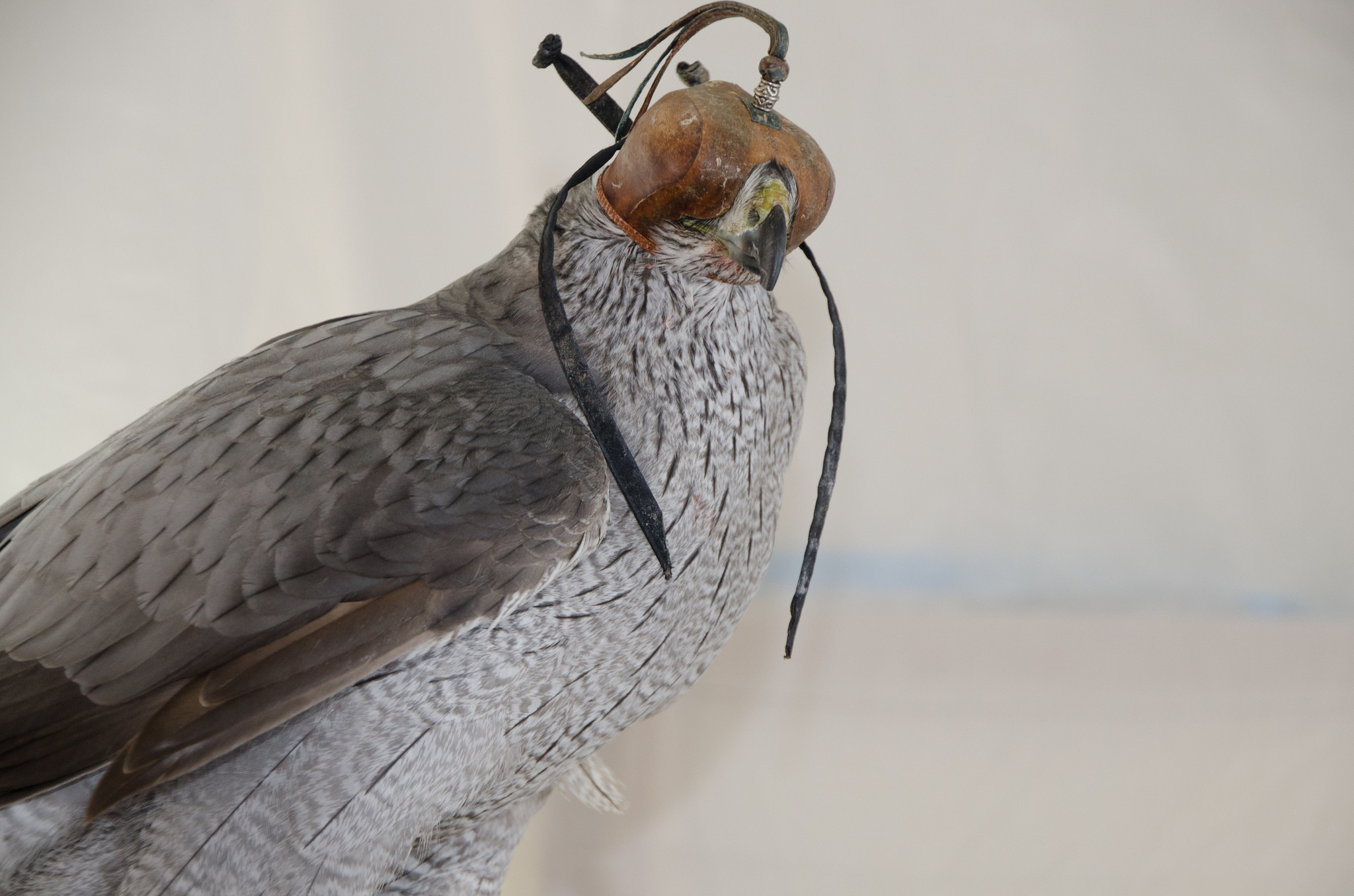Een havik met een kap.  Andrea Pokrzywinski/Flickr Creative Commons
